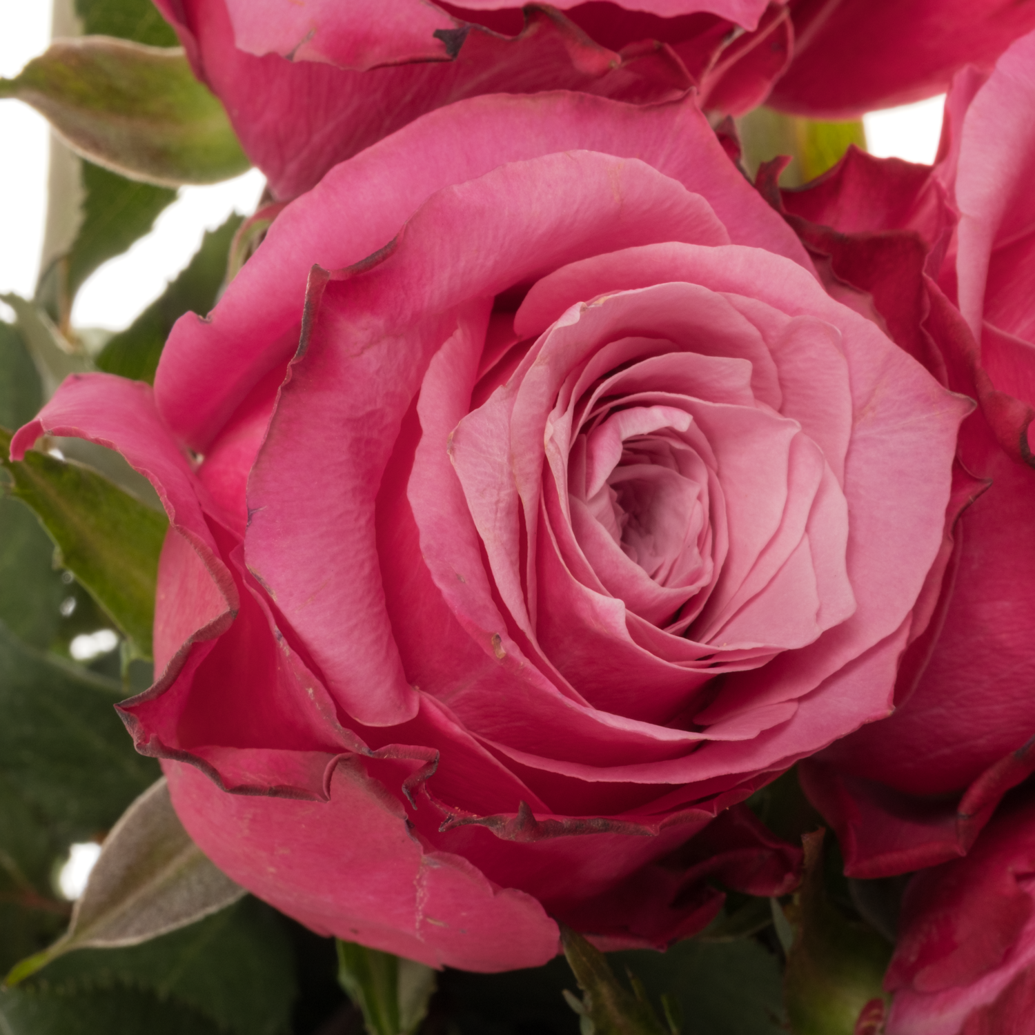 Rose fuchsia/rosa Eudora 60cm
