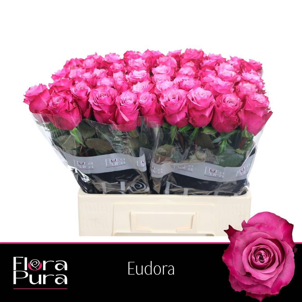 Rose fuchsia/rosa Eudora 60cm