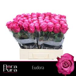 Rose fuchsia/rosa Eudora 60cm