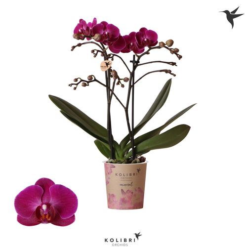 Phal.2-R lila Morelia Kolibri T09 H40