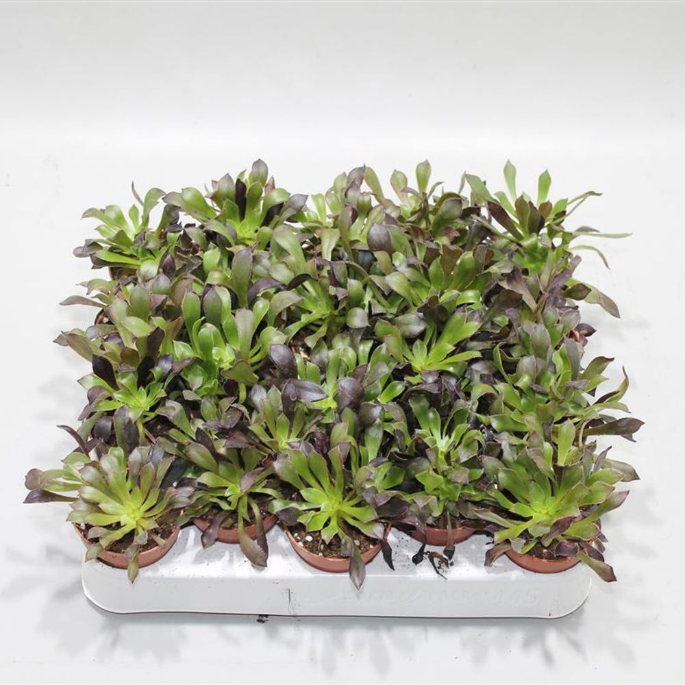 Aeonium Arboreum Atropurpureum T05 H12
