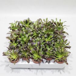 Aeonium Arboreum Atropurpureum T05 H12