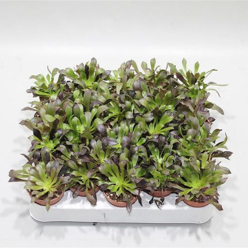 Aeonium Arboreum Atropurpureum T05 H12