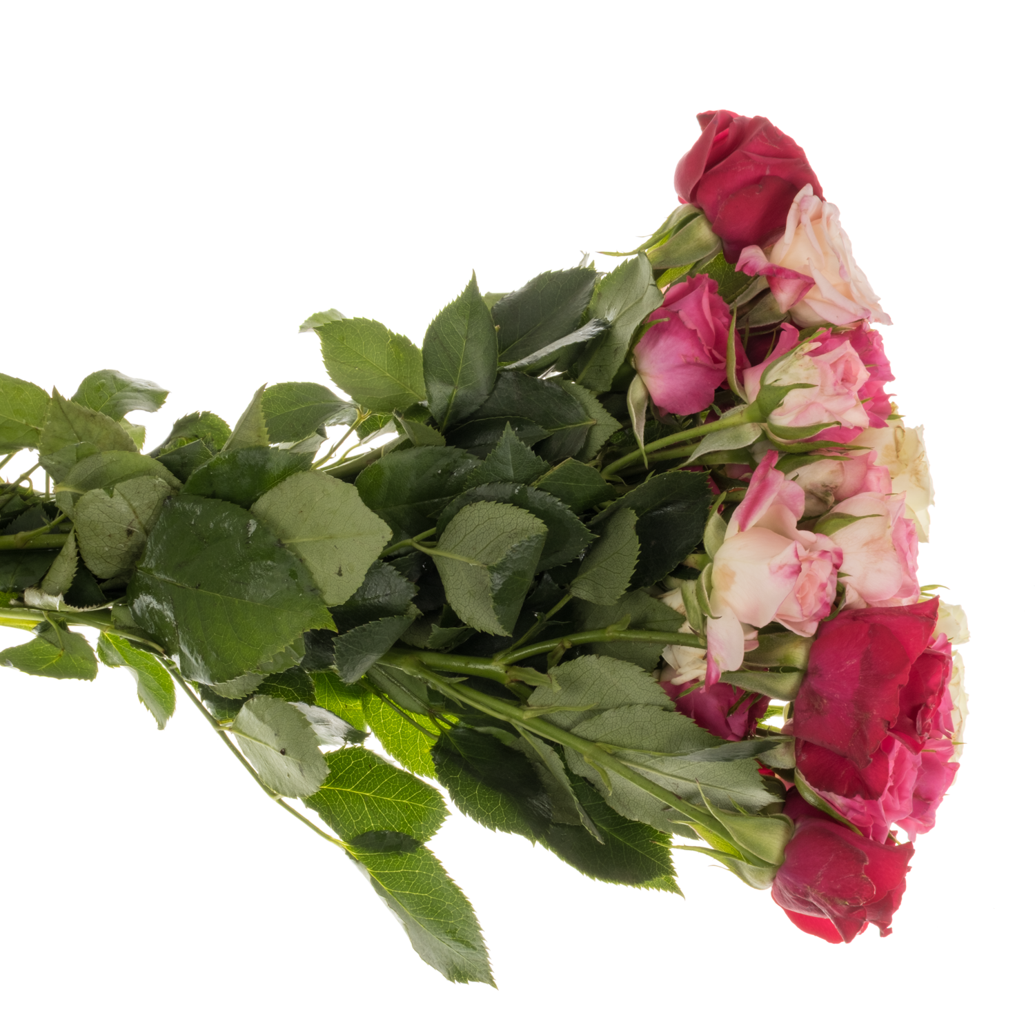 Rose verzweigt mix Cold 4+Blüte 40cm