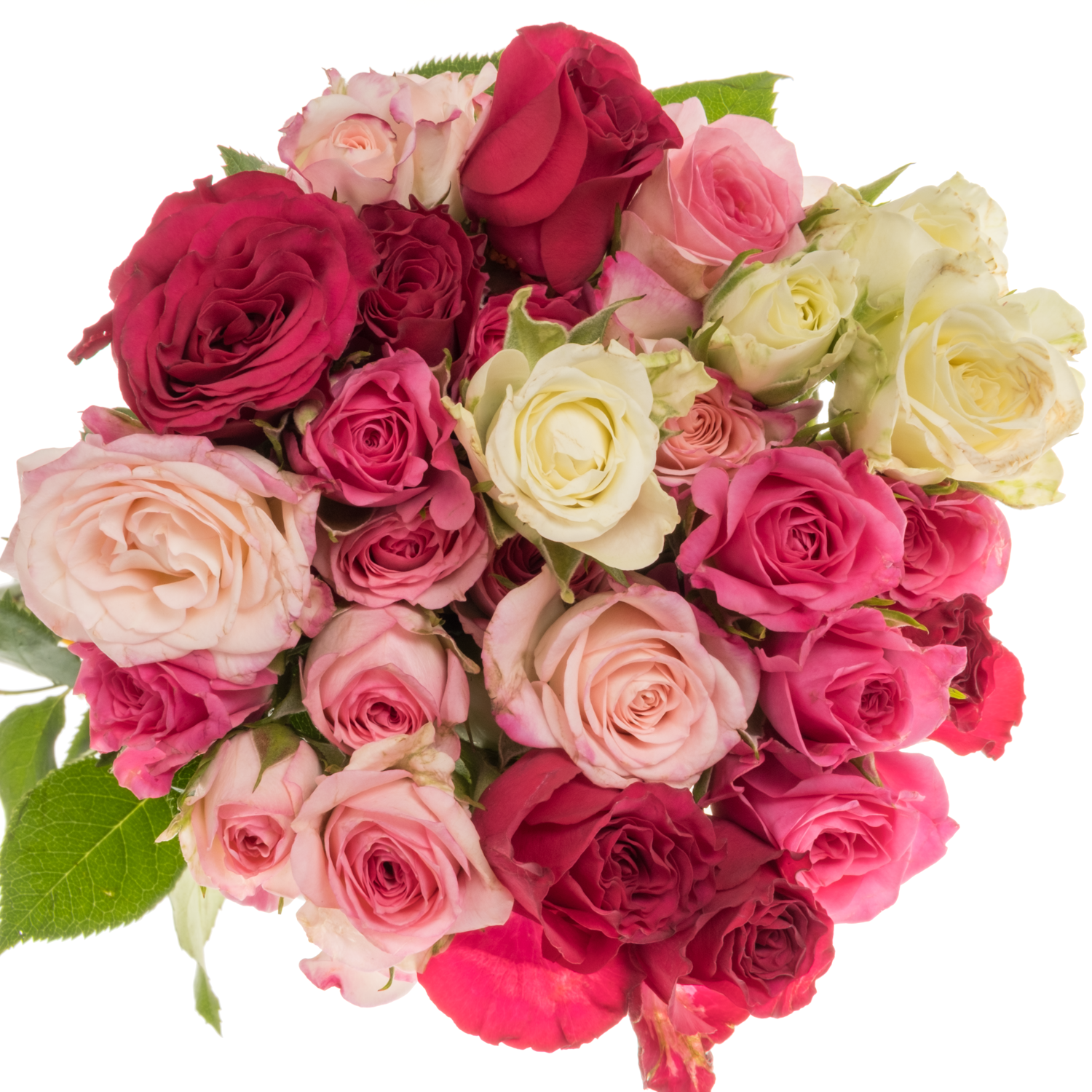 Rose verzweigt mix Cold 4+Blüte 40cm