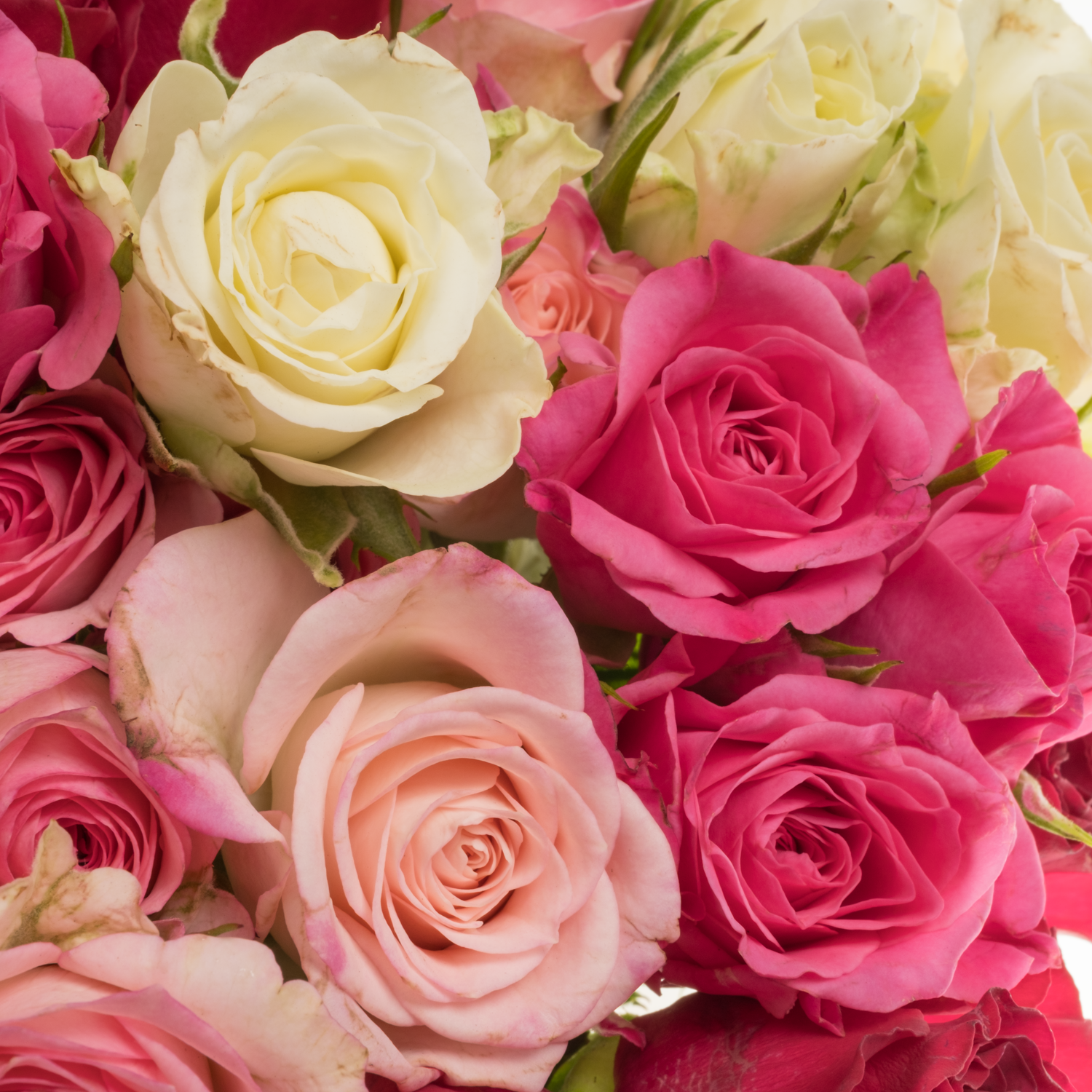 Rose verzweigt mix Cold 4+Blüte 40cm