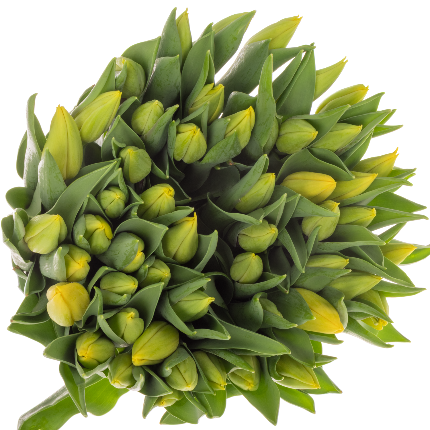 Tulpe gelb Strong Gold Ostern 40 Gramm