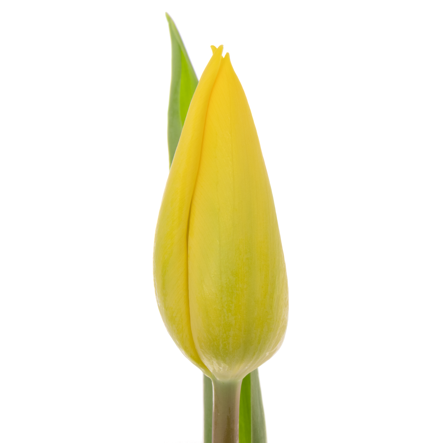Tulpe gelb Strong Gold Ostern 40 Gramm