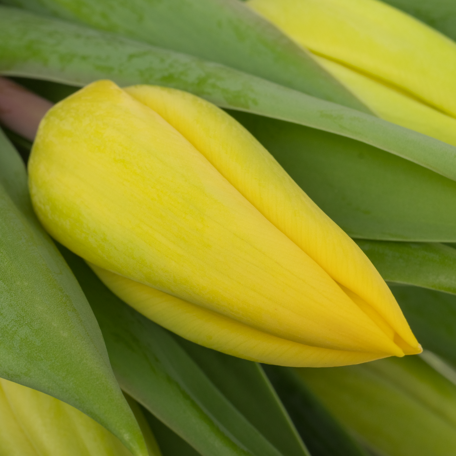 Tulpe gelb Strong Gold Ostern 40 Gramm