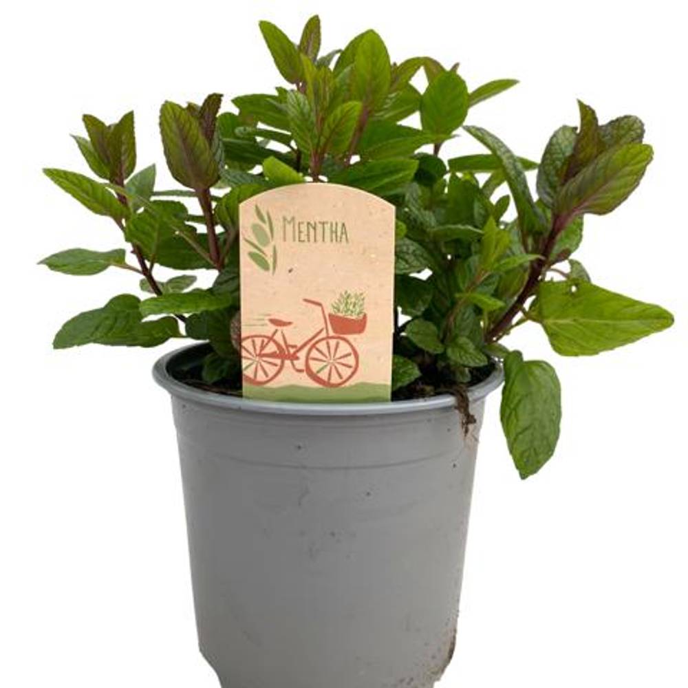 Mentha Spicata Maroc T14 H35