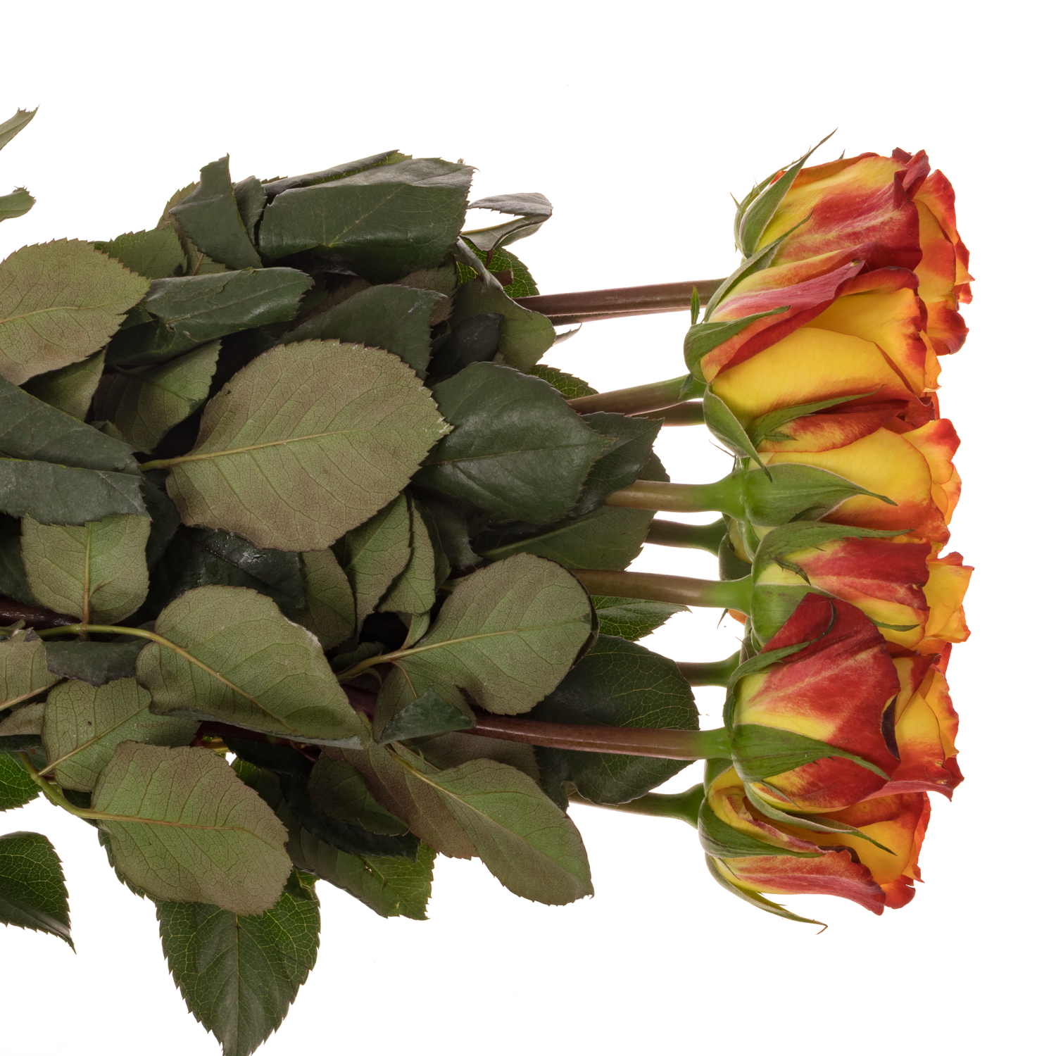 Rose gelb/rot Firefox 60cm