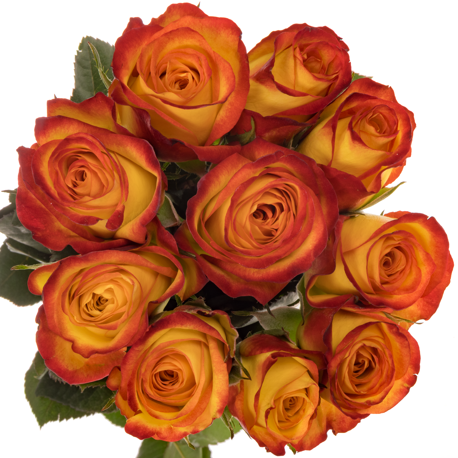 Rose gelb/rot Firefox 60cm