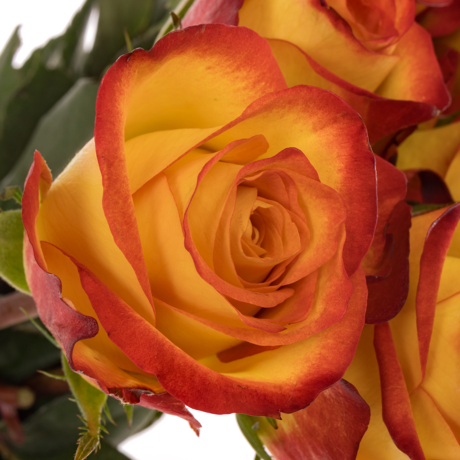 Rose gelb/rot Firefox 60cm