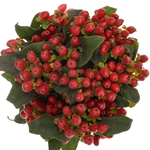 Hypericum rot verzweigt Magical Royal Red 50cm