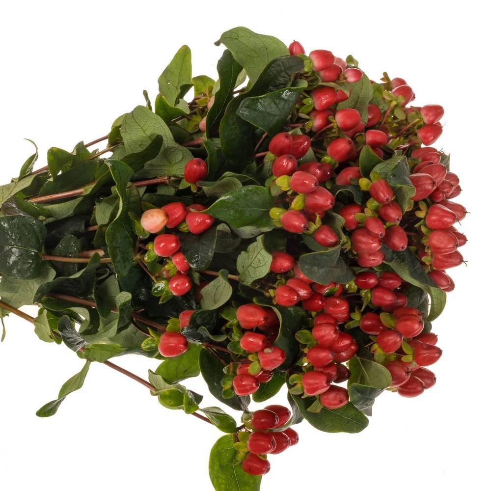 Hypericum rot verzweigt Magical Royal Red 50cm