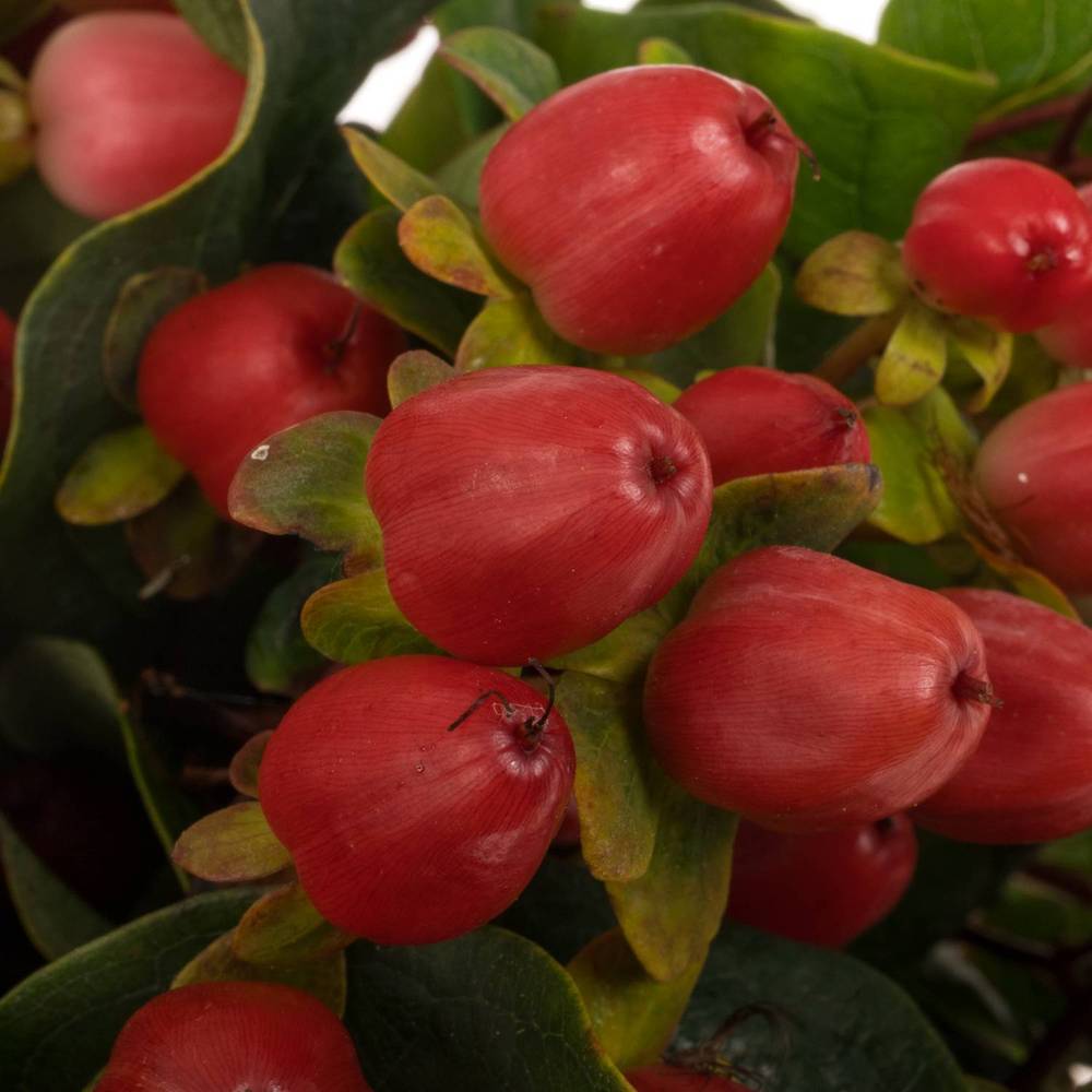 Hypericum rot verzweigt Magical Royal Red 50cm