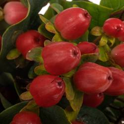 Hypericum rot verzweigt Magical Royal Red 50cm