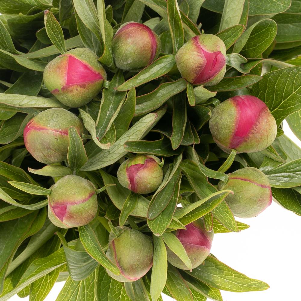 Pfingstrose rot Officinalis 40cm