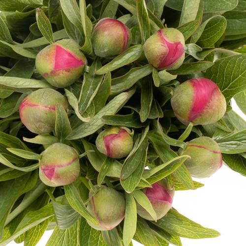 Pfingstrose rot Officinalis 40cm