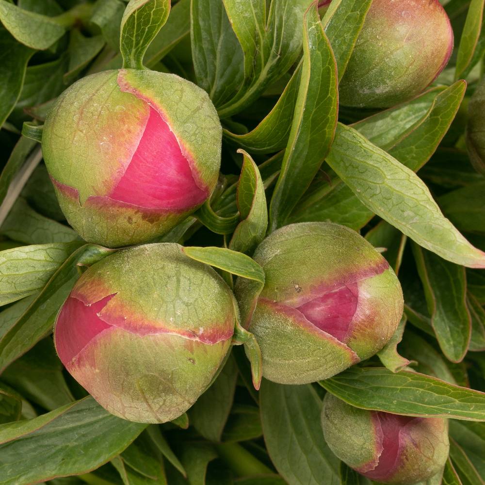 Pfingstrose rot Officinalis 40cm