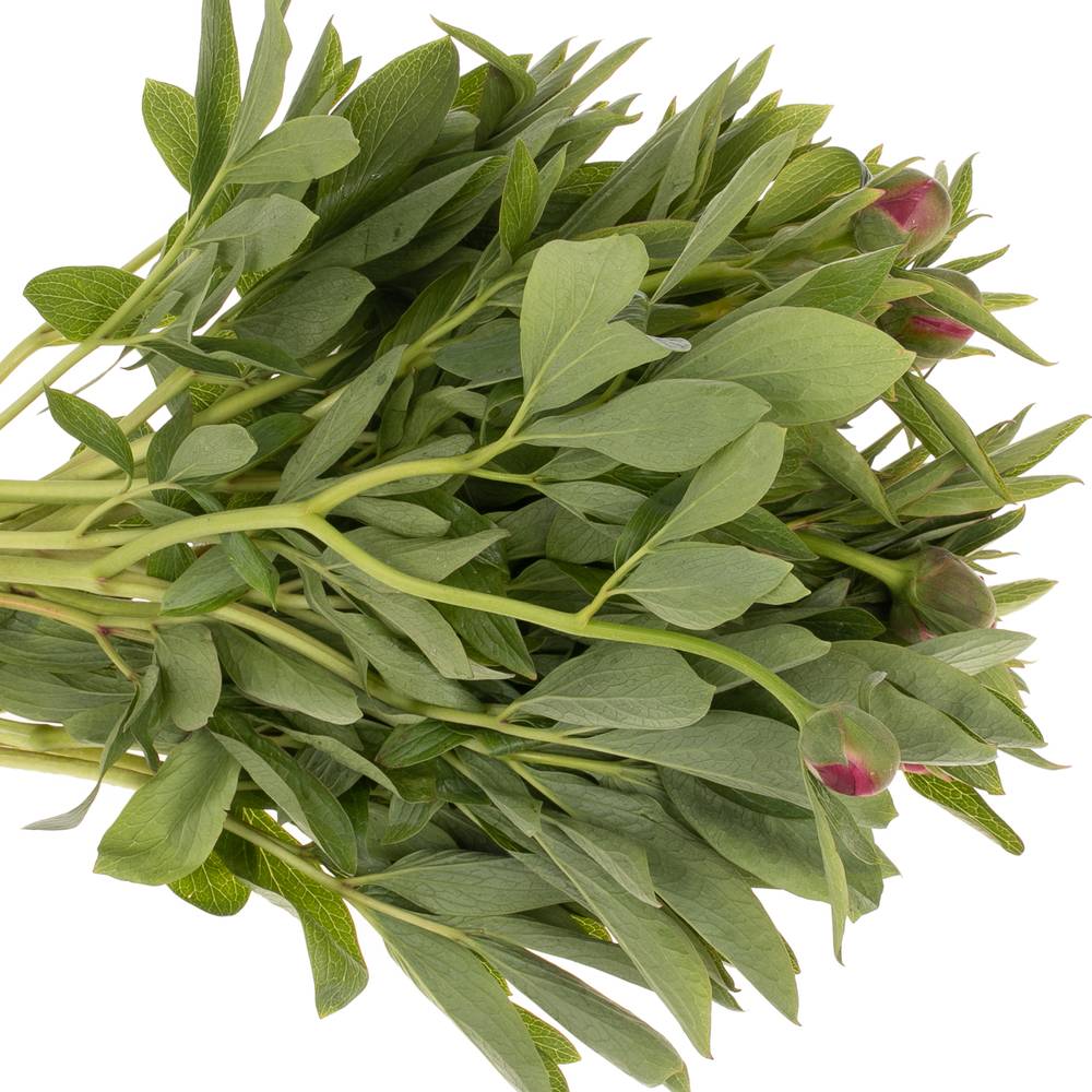 Pfingstrose rot Officinalis 40cm