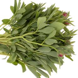 Pfingstrose rot Officinalis 40cm