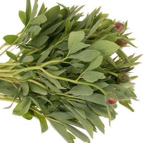 Pfingstrose rot Officinalis 40cm