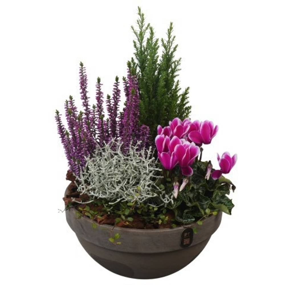 Garten.Arr PTHO7702 Herbst T23 H037