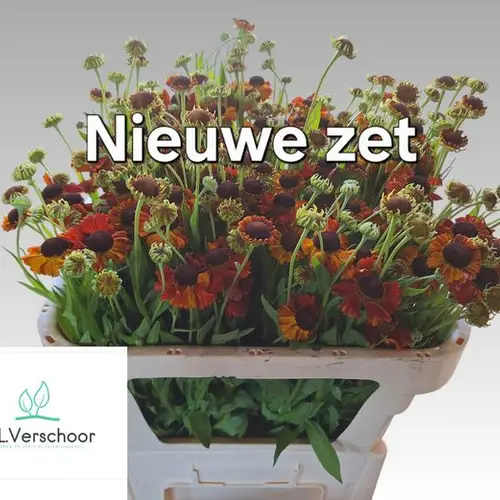 Helenium terrakotta Autumn Flirt 70cm