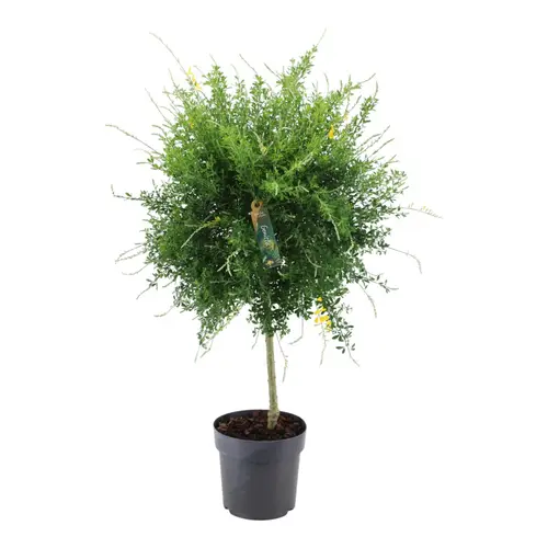 Cytisus gelb Bol auf Stamm T23 H095