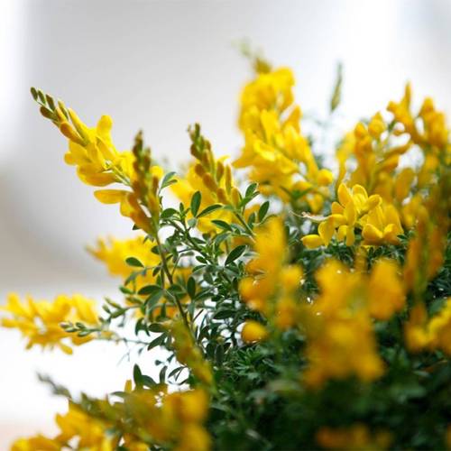 Cytisus gelb Bol auf Stamm T23 H095