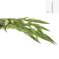 Gladiole weiss Nova Zembla 100cm Extra