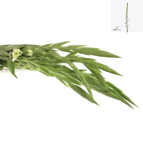 Gladiole weiss Nova Zembla 100cm Extra
