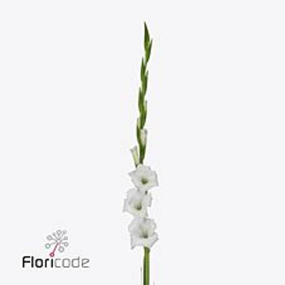 Gladiole weiss Nova Zembla 100cm Extra