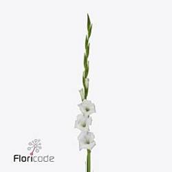 Gladiole weiss Nova Zembla 100cm Extra
