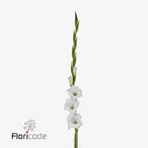 Gladiole weiss Nova Zembla 100cm Extra