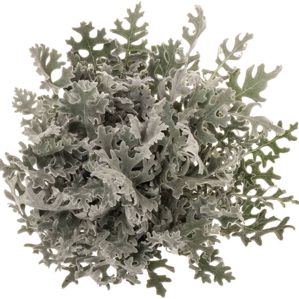 Senecio Maritima 50cm