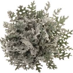 Senecio Maritima 50cm