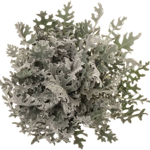 Senecio Maritima 50cm