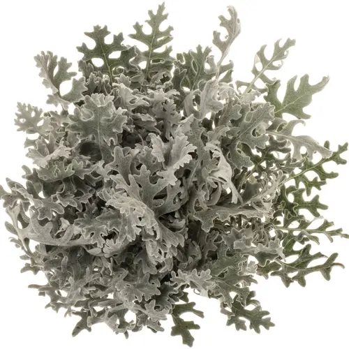 Senecio Maritima 50cm