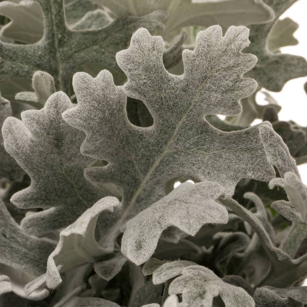 Senecio Maritima 50cm