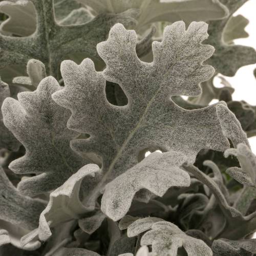 Senecio Maritima 50cm