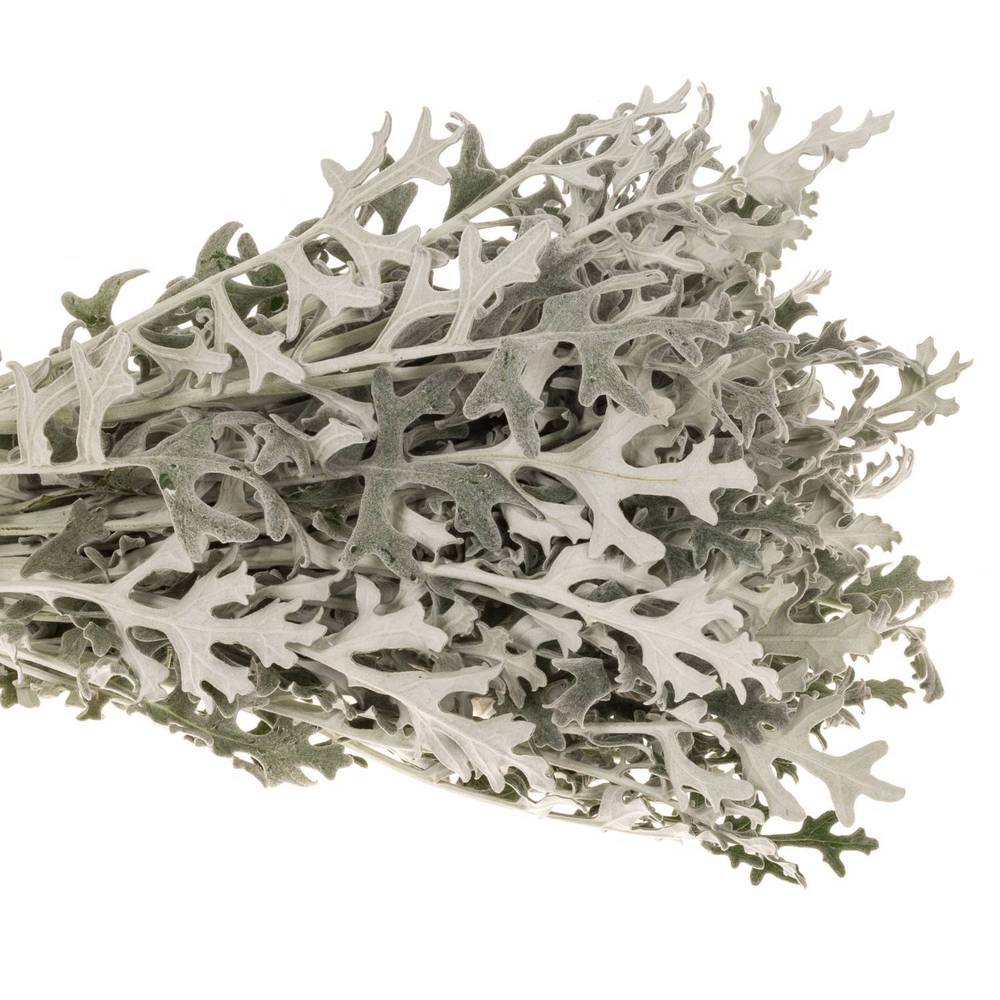 Senecio Maritima 50cm