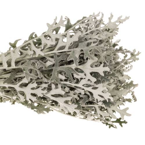 Senecio Maritima 50cm