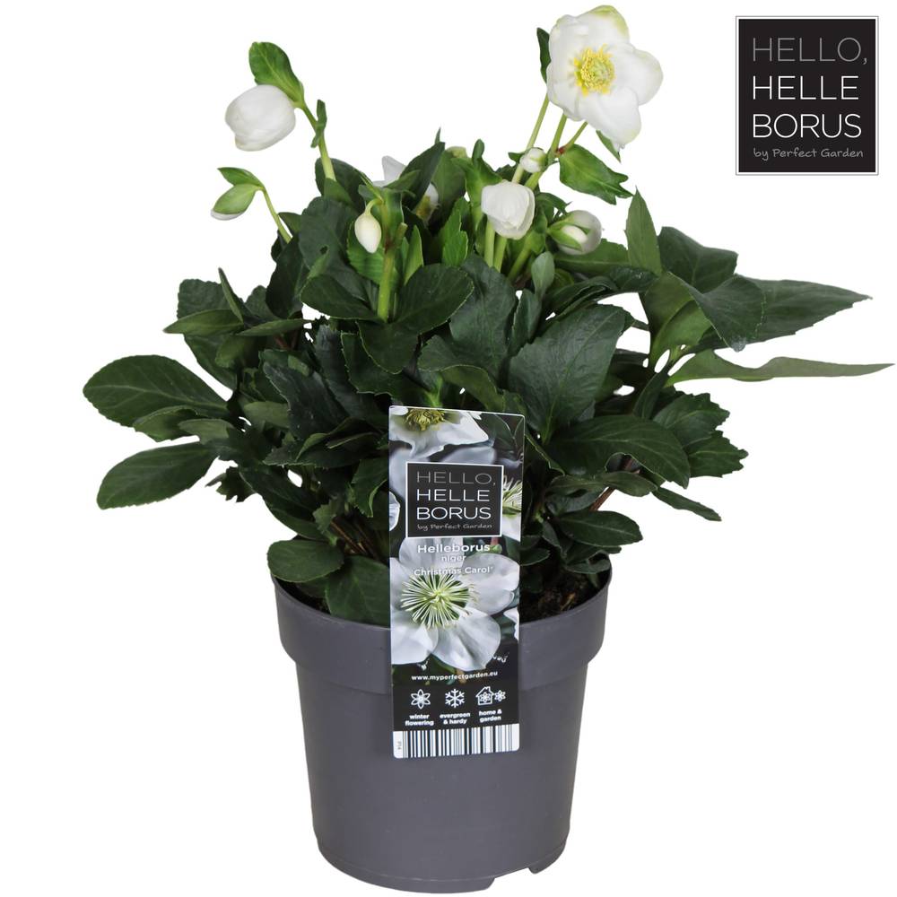 Helleborus Christmas Carol weiss XL T14 H030