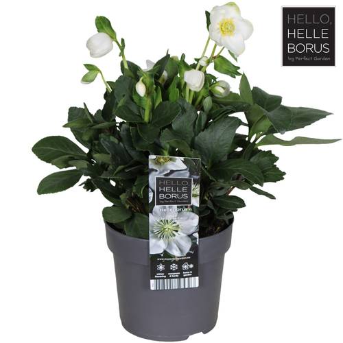 Helleborus Christmas Carol weiss XL T14 H030