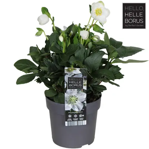 Helleborus Christmas Carol weiss XL T14 H030