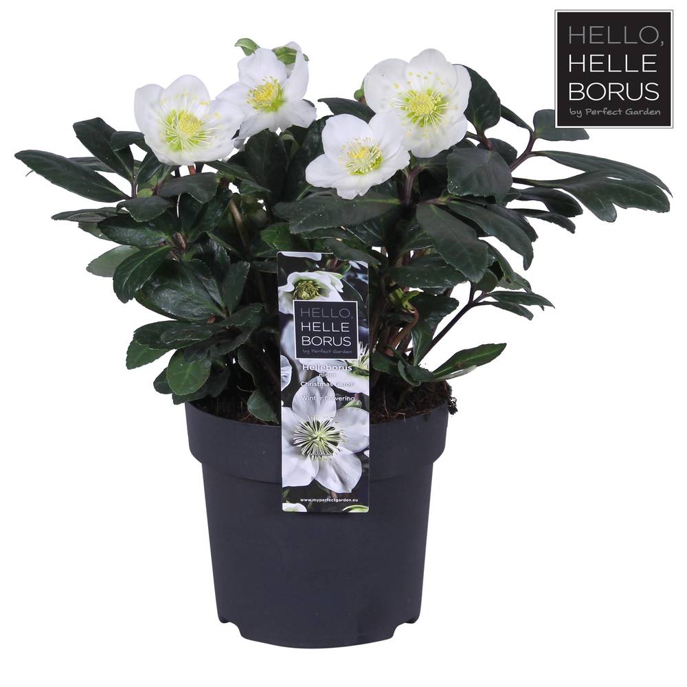 Helleborus Christmas Carol weiss T14 H030