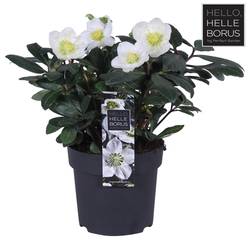 Helleborus Christmas Carol weiss T14 H030