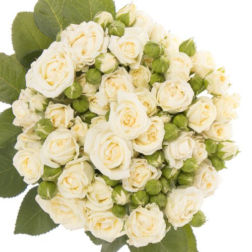 Rose verzweigt creme Belarus 4+Blüte 60cm